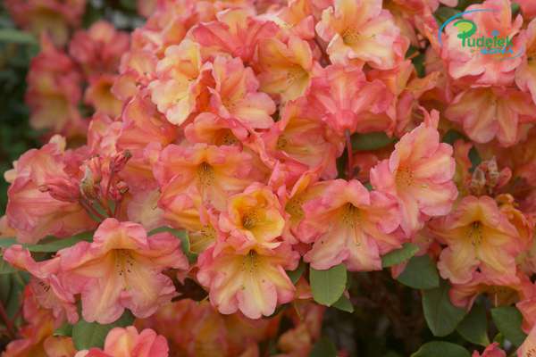 Rhododendron Macarena